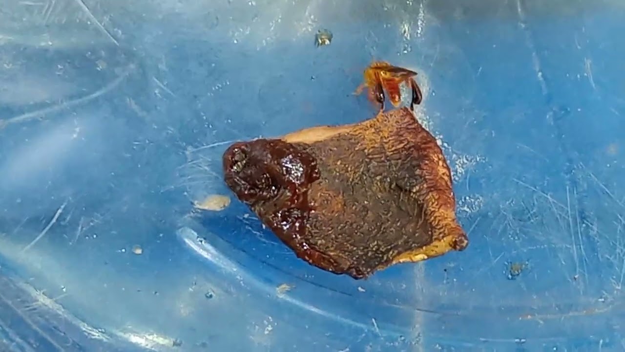 A diferença entre abelha marmelada e abelha pimenta