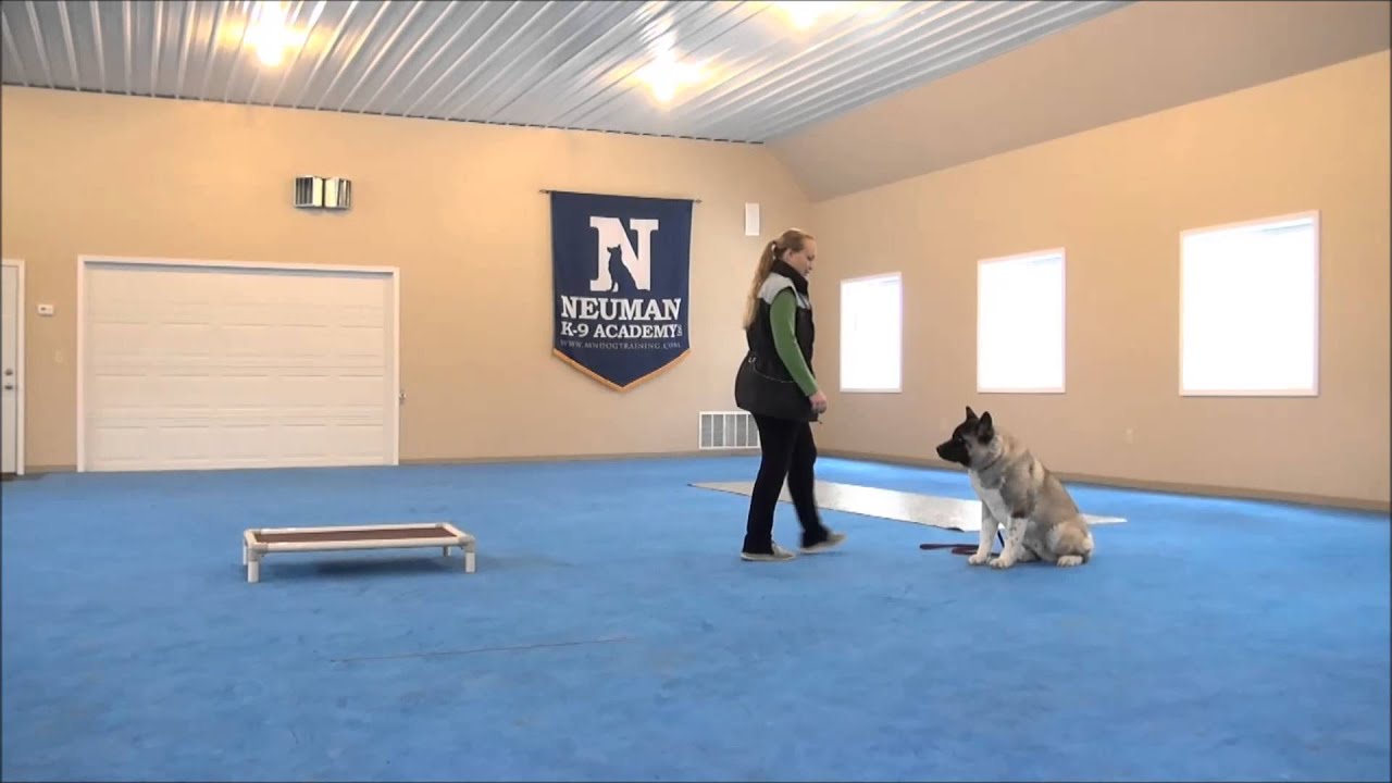 Captain (Akita) Dog Training Demonstrational Video