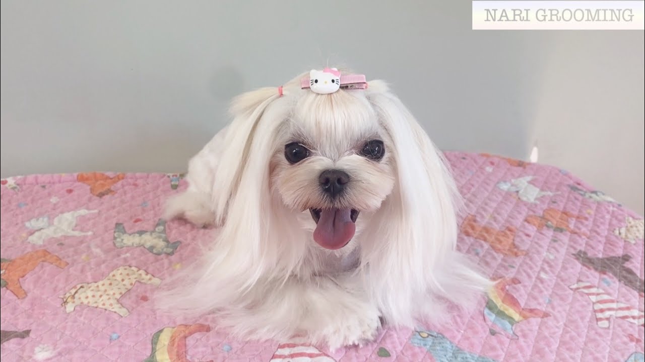 KOREAN STYLE MALTESE GROOMING 🌟 CUTE DOG CUT  🌟 애견미용 말티즈
