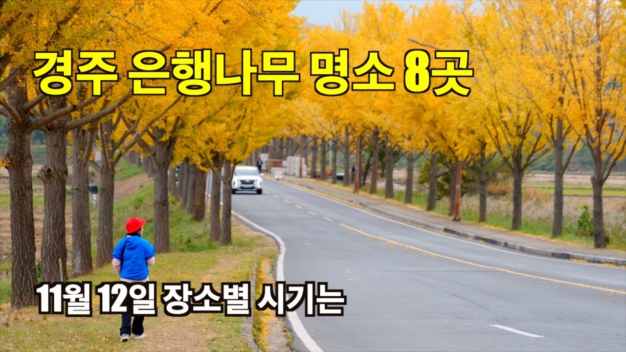 경주 은행나무 장소별로 절정시기 확인하고 가세요