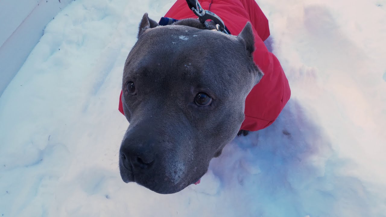 Muttluks reversible dog snow suit review