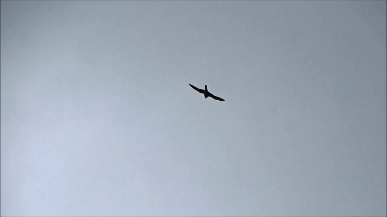 Hobby hunts Barn Swallows / Boomvalk jaagt op Boerenzwaluwen (Falco Subbuteo, Hirundo Rustica)
