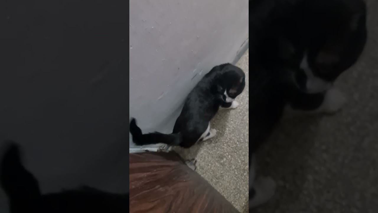 Бампи убежал😭