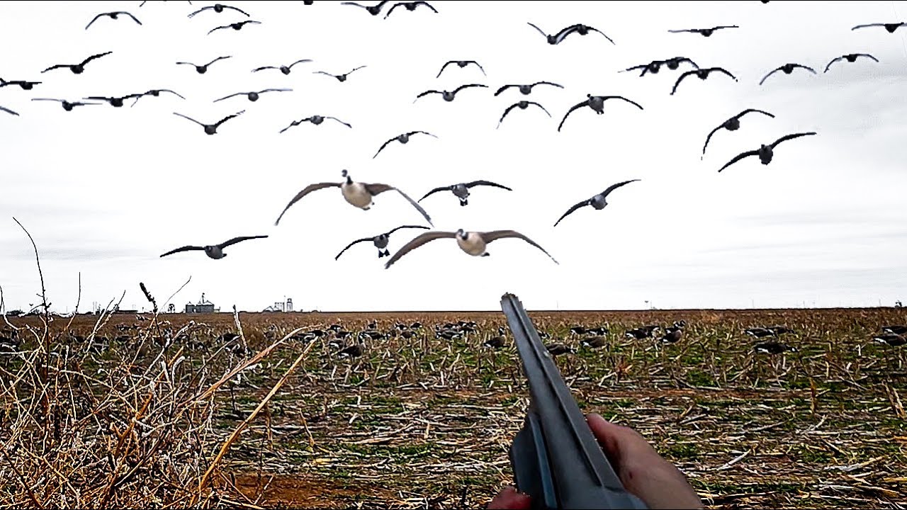 100 BIRDS IN 30 MINUTES! OKLAHOMA GOOSE HUNT!
