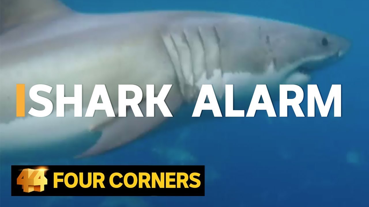 Why are shark attacks on the rise and how can we stop them? (2016) | Four Corners