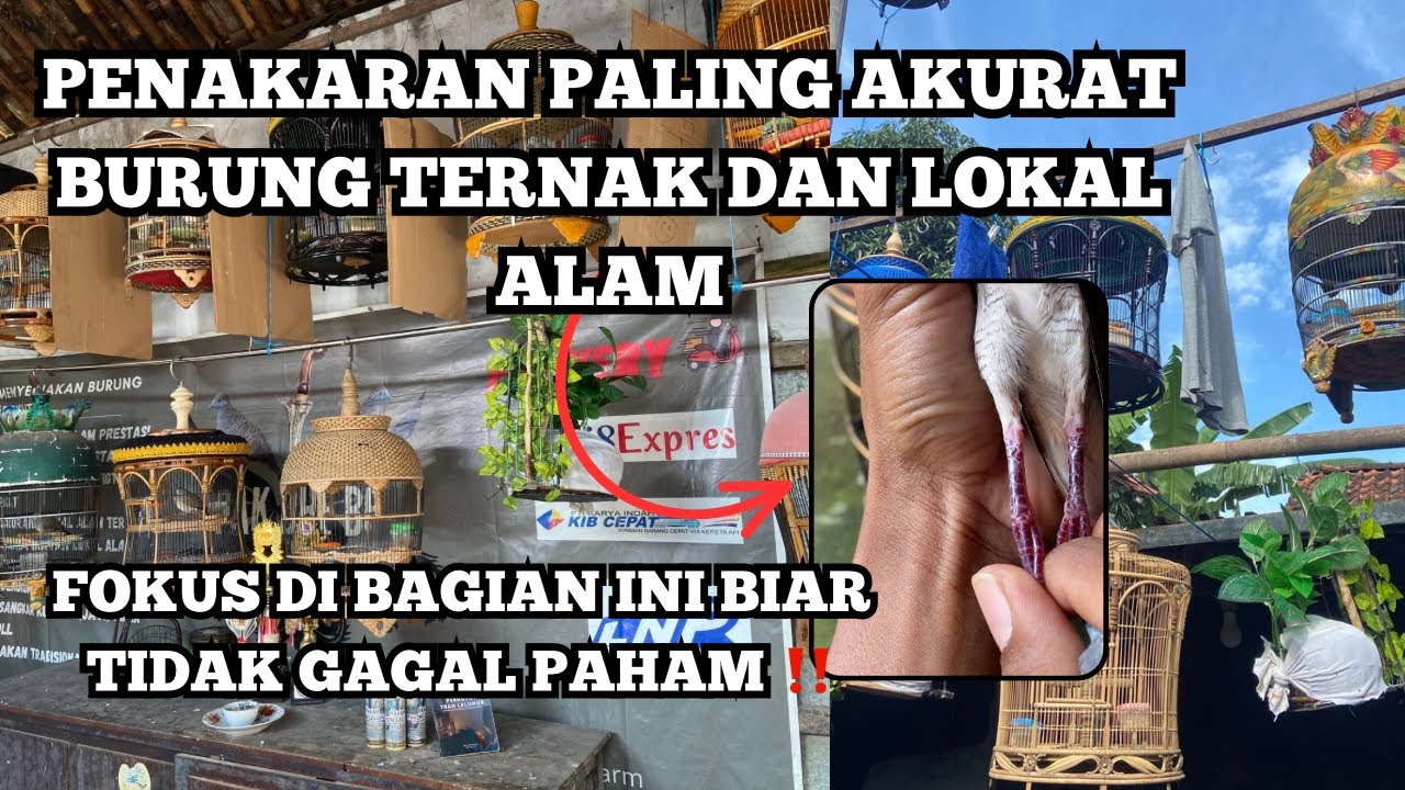 PERBEDAAN PERKUTUT KROSING DAN LOKAL ALAM ‼️ PENAKARAN INI LEBIH AKURAT ❗️