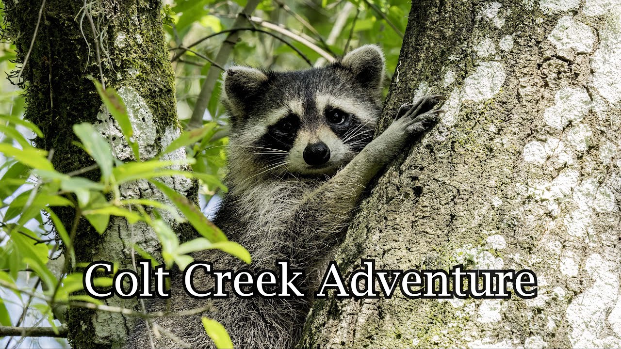 Colt Creek Adventure