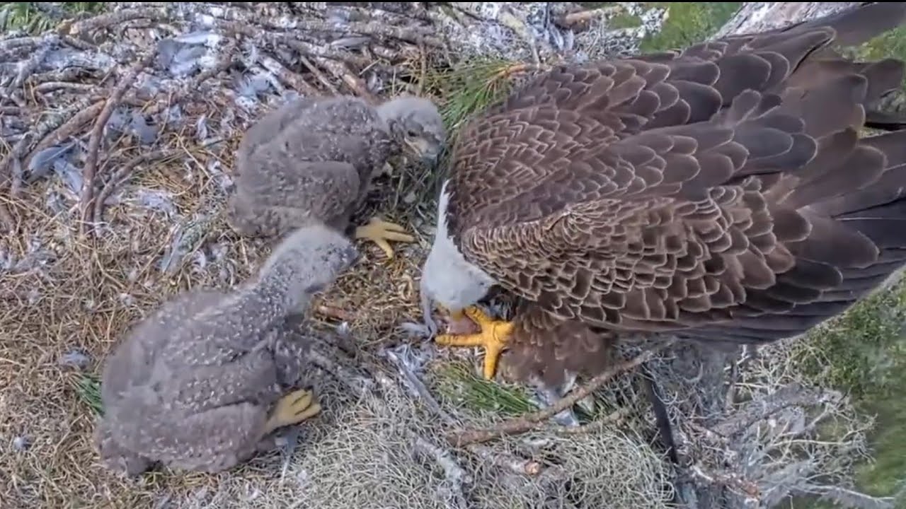 Eagles Mom feeds fish in lunch to eaglets | NEFL Bald Eagle | Jan 24, 2026