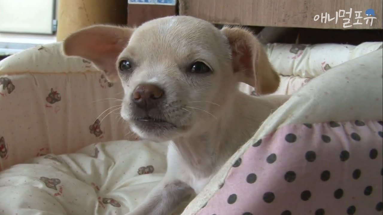 #인간극장레전드 시장에서 데려온 멍멍이가 죽었다｜KBS 인간극장 방송