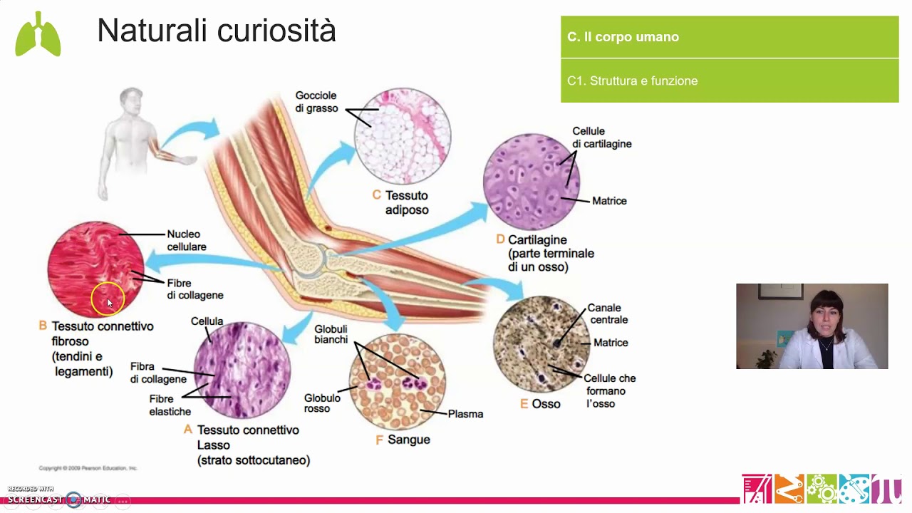 C1.  Il corpo umano - Struttura e funzione