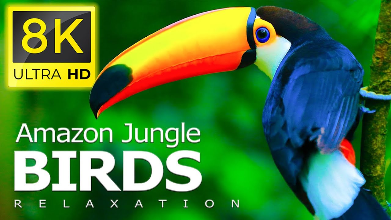 8K Birds World—птицы тропических лесов Амазонки и расслабляющая фортепианная джунглях в 8K ULTRA HD