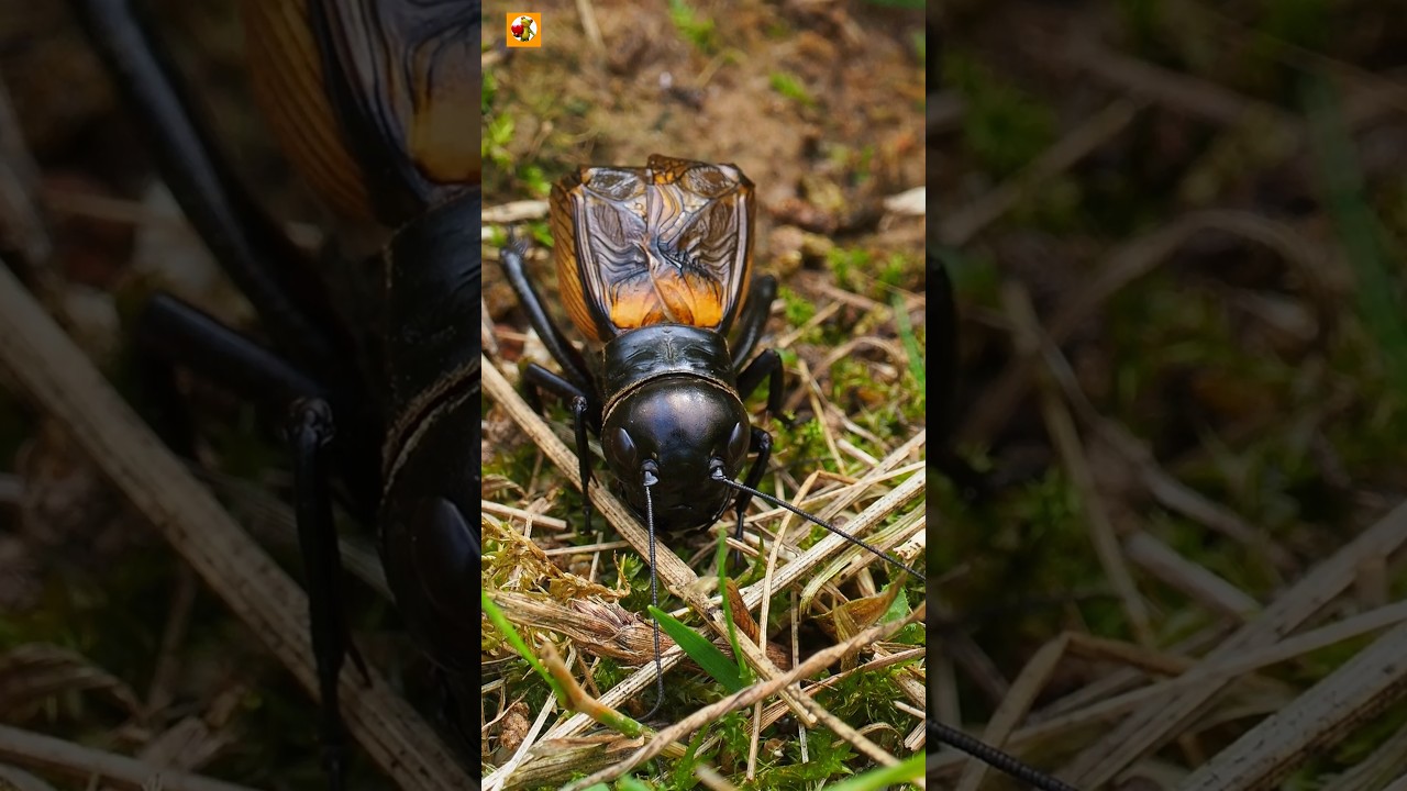 Cricket sound ( Insect ) | Chirping Cricket ( part 2 )