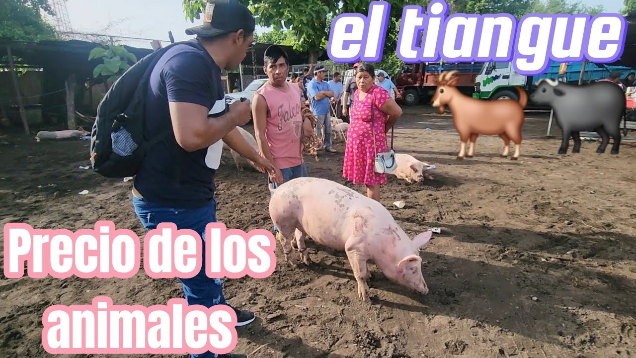 PREGUNTANDO PRECIO de los animales en el tiangue municipio el tránsito El Salvador 🐃🐐