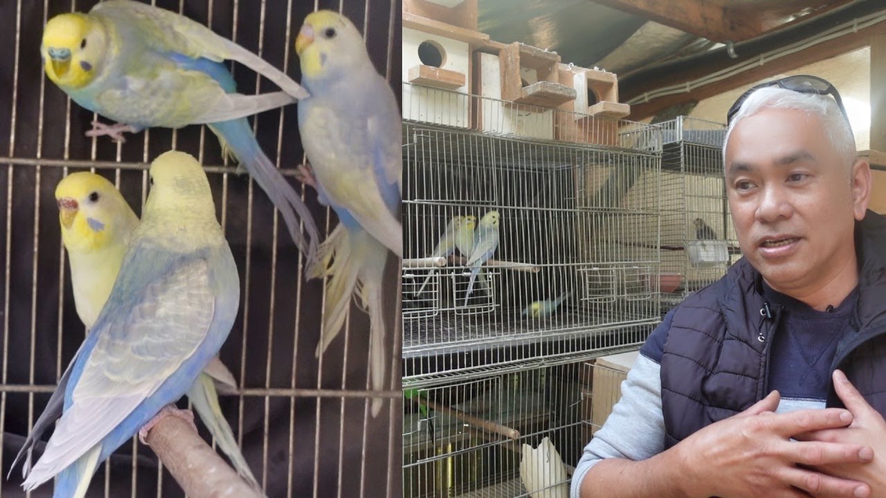 RAINBOW BUDGIES