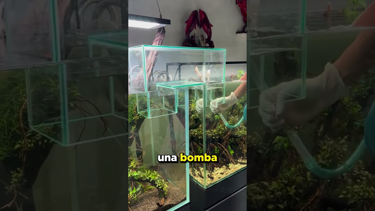 &Eacute;l Hizo Muy Feliz a Sus Peces ❤️
