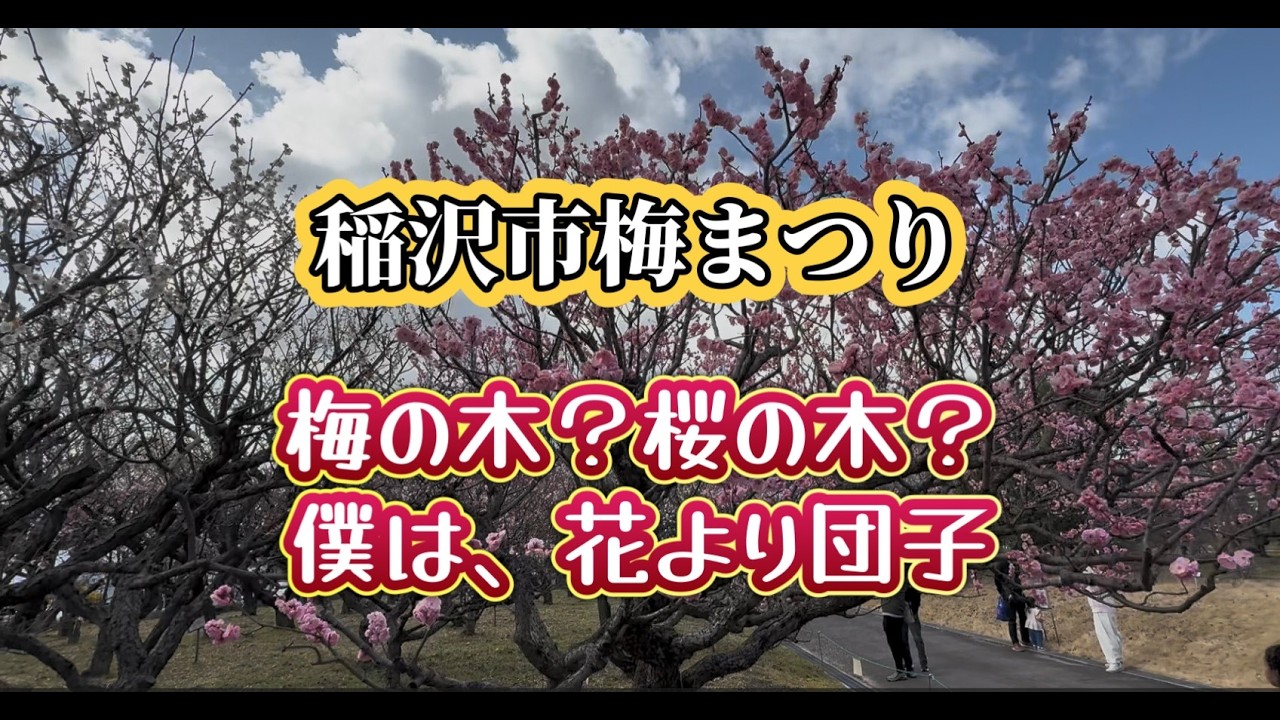 いなざわ梅まつり（愛知県稲沢市）梅まつり