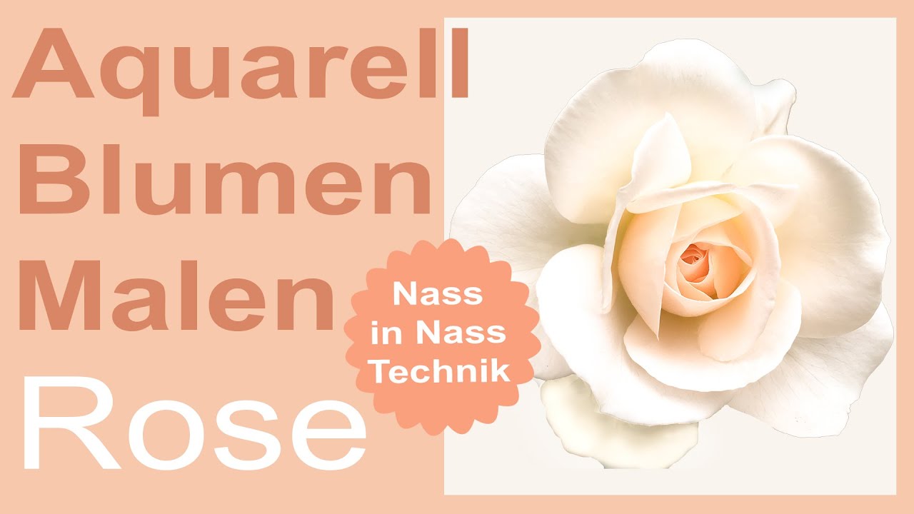 Aquarell Blumen malen,  weiße Rose mit schönen mehrfarbigen nass in nass Verläufen in Aquarellfarben