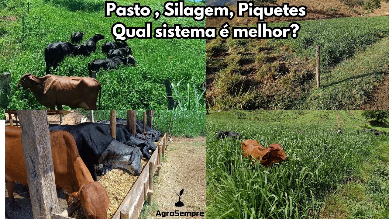 Pasto, Silagem, Piquetes. Qual é  mais lucrativo?