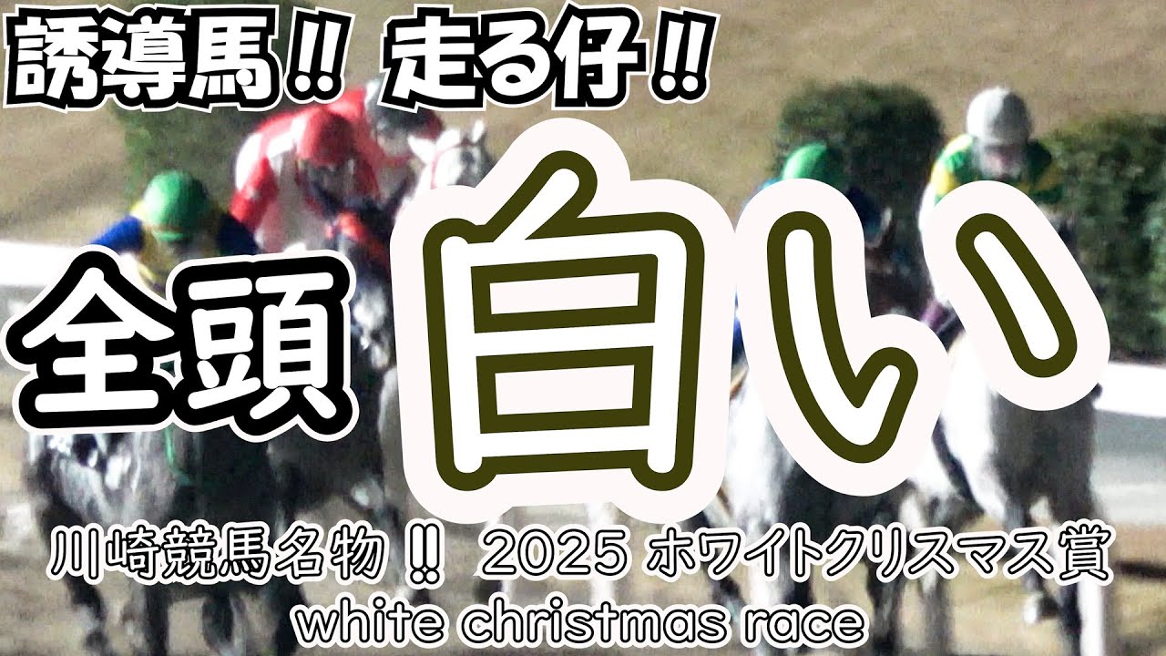 【白毛】【芦毛】誘導馬‼ 走る仔‼ 全頭白だけのレース2025 【ホワイトクリスマス賞】現地映像 川崎競馬名物 White Christmas Horse Racing
