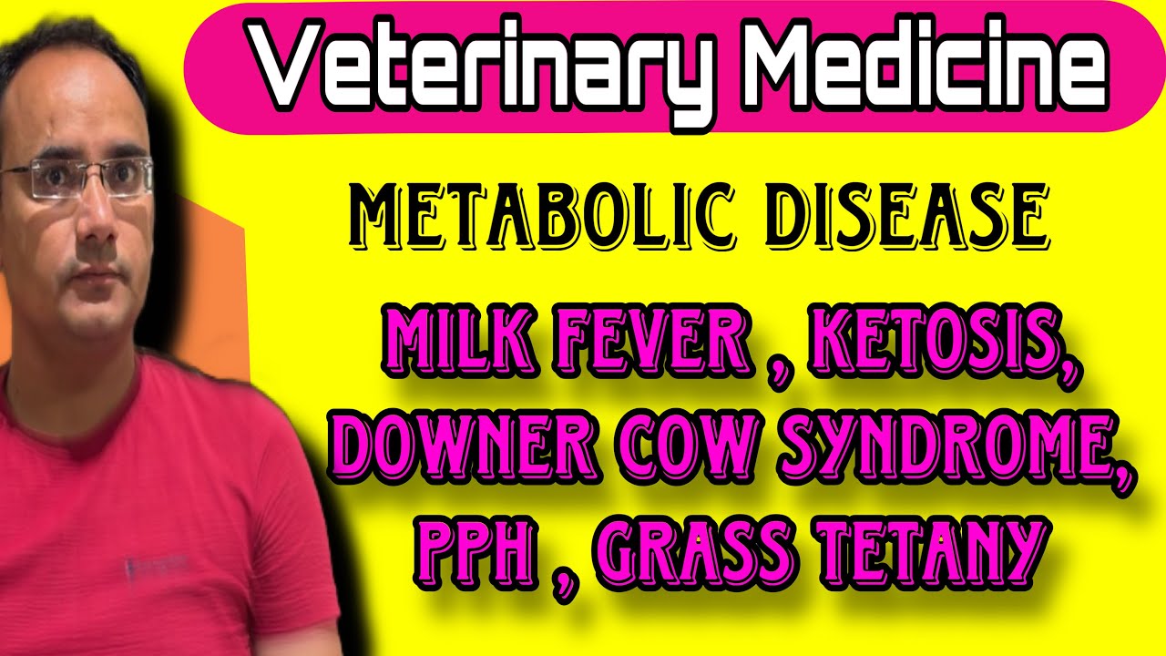 Veterinary Medicine - Metabolic Disease - Milk Fever, Ketosis Downer Cow Syndrome PPH Grass Tetany