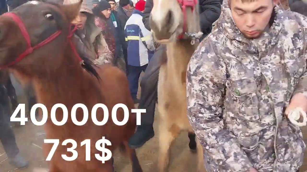 Бүгінгі Базарға  7🍋-ға  Жақсы  Айғыр келді 