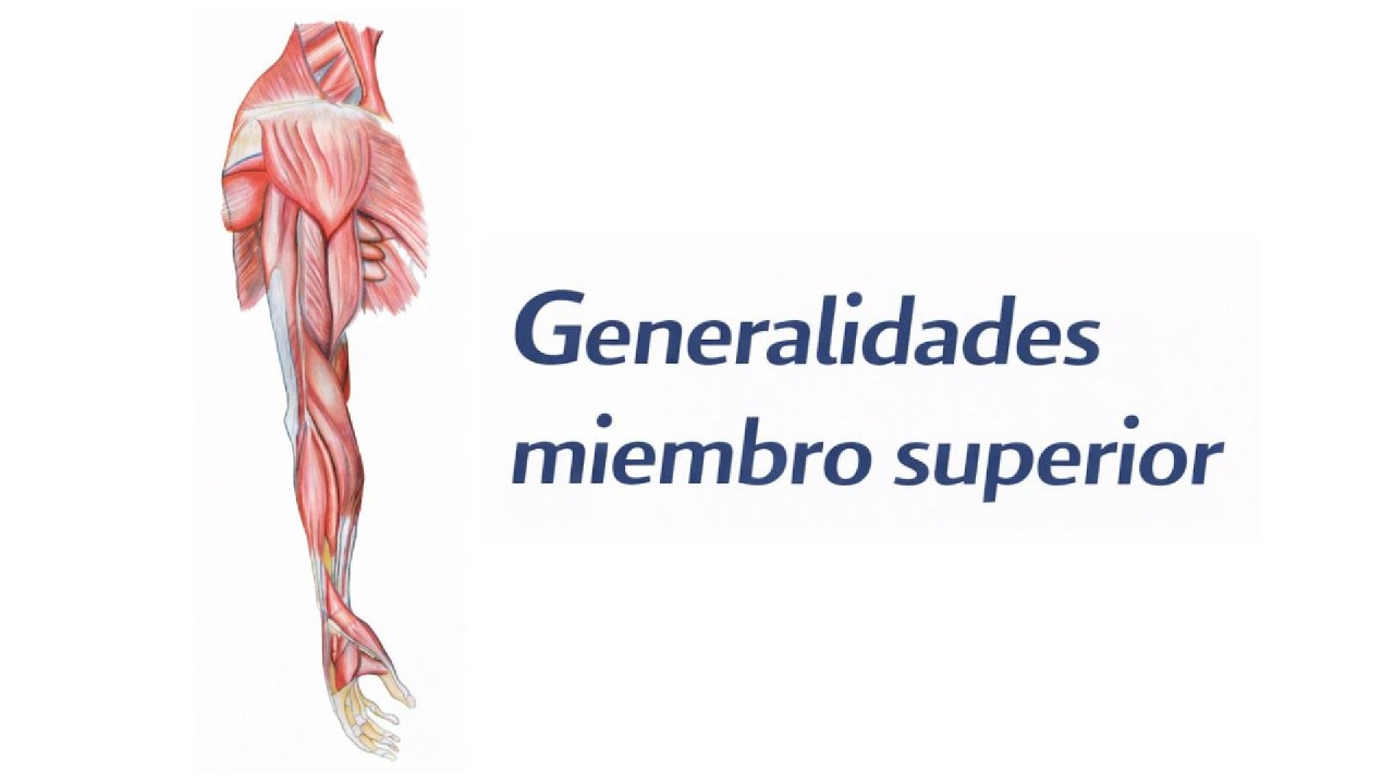Clase de anatomía. Generalidades de miembro superior