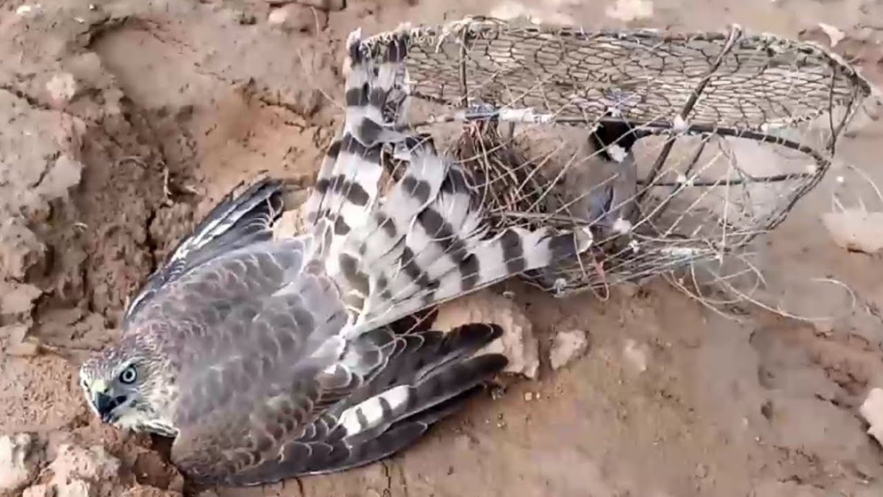 how to catch shikra bird | eagle falcon hawk trap | bird trap wildlife today 2023