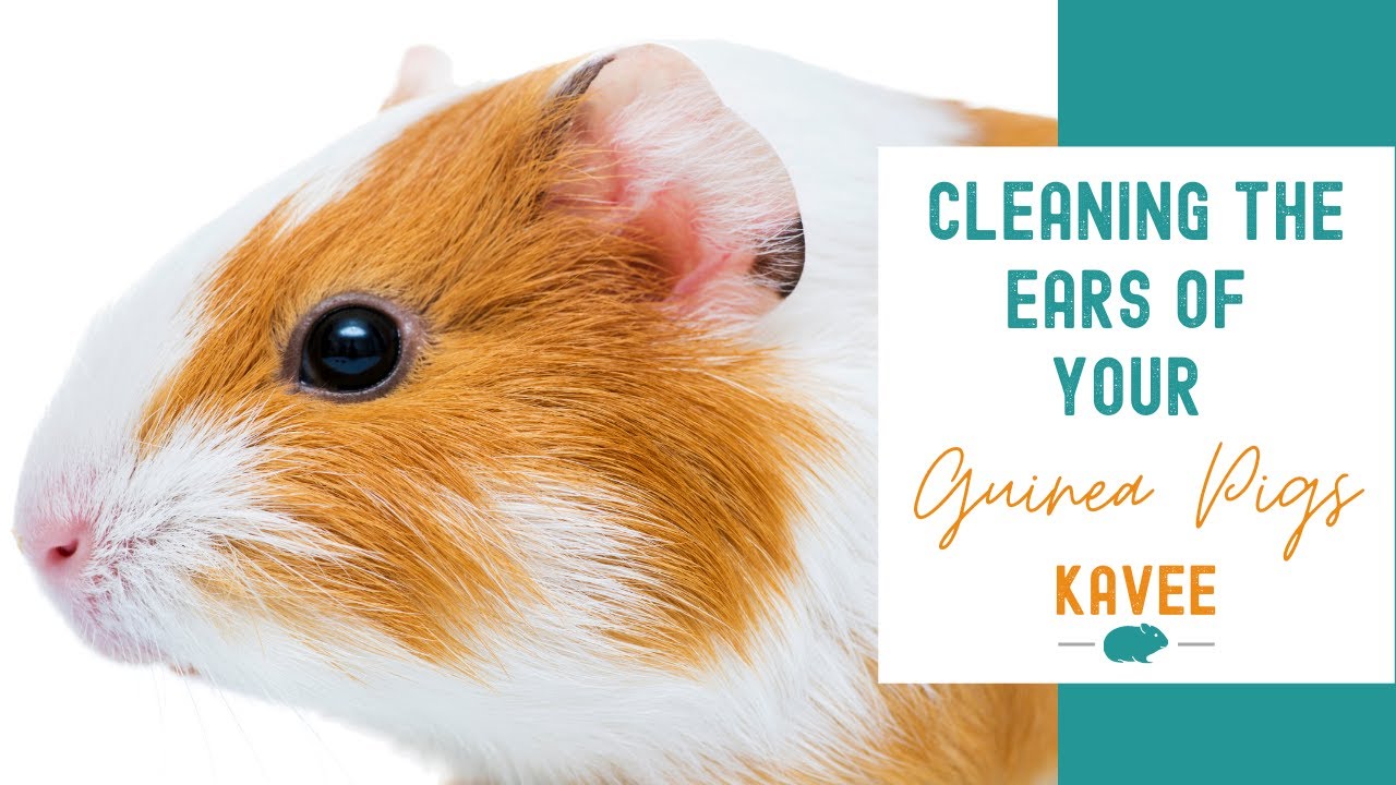 How to Clean your Guinea Pig Ears - Step by Step