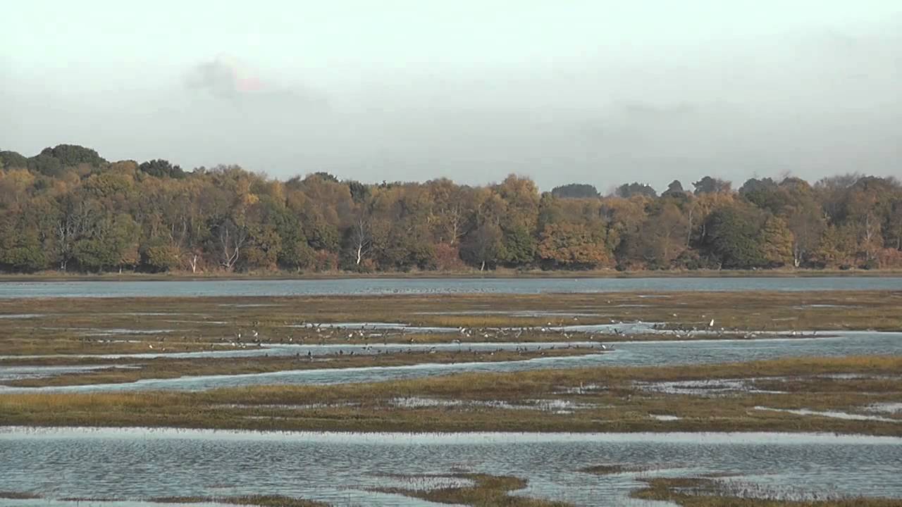 RSPB Arne Nature Reserve