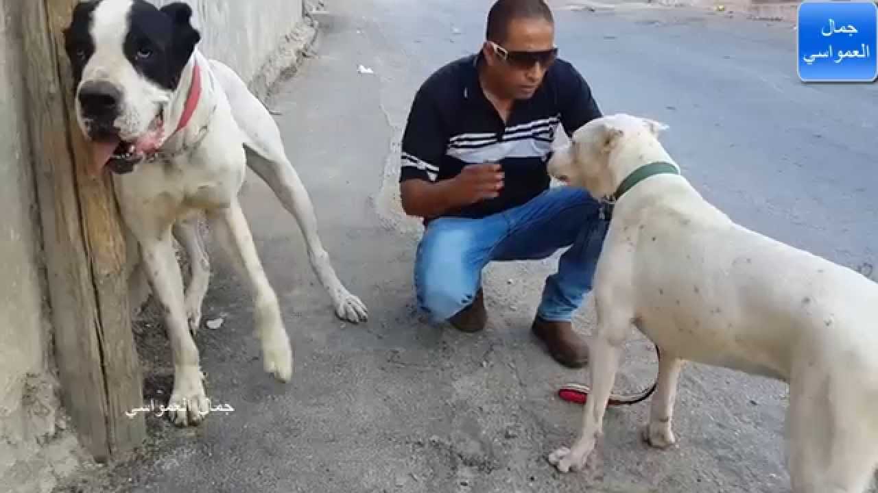 اكثر كلبين عندي يكرهون بعض الدوجو الارجنتينو والجريت دان يجب مصالحتهم مع جمال العمواسي
