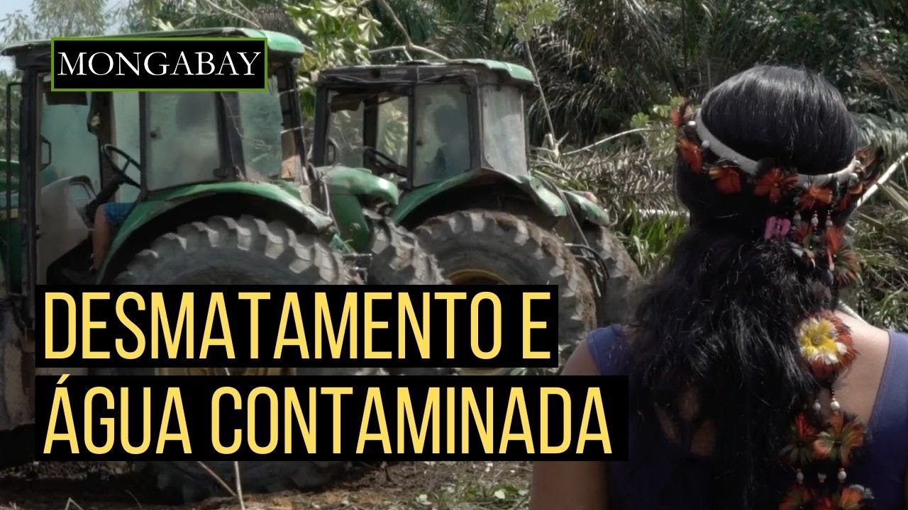 Indígenas acusam empresas de óleo de palma por contaminação da água e violarem seus direitos