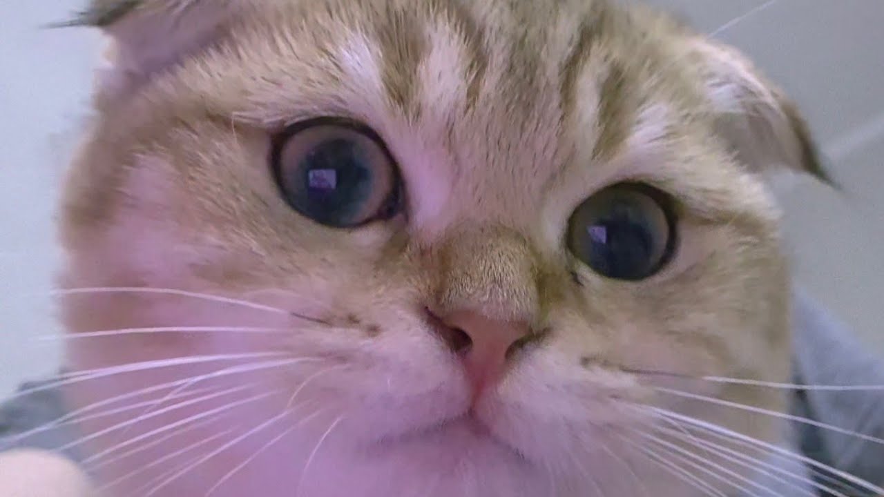 Как поживает Гуфик 😊