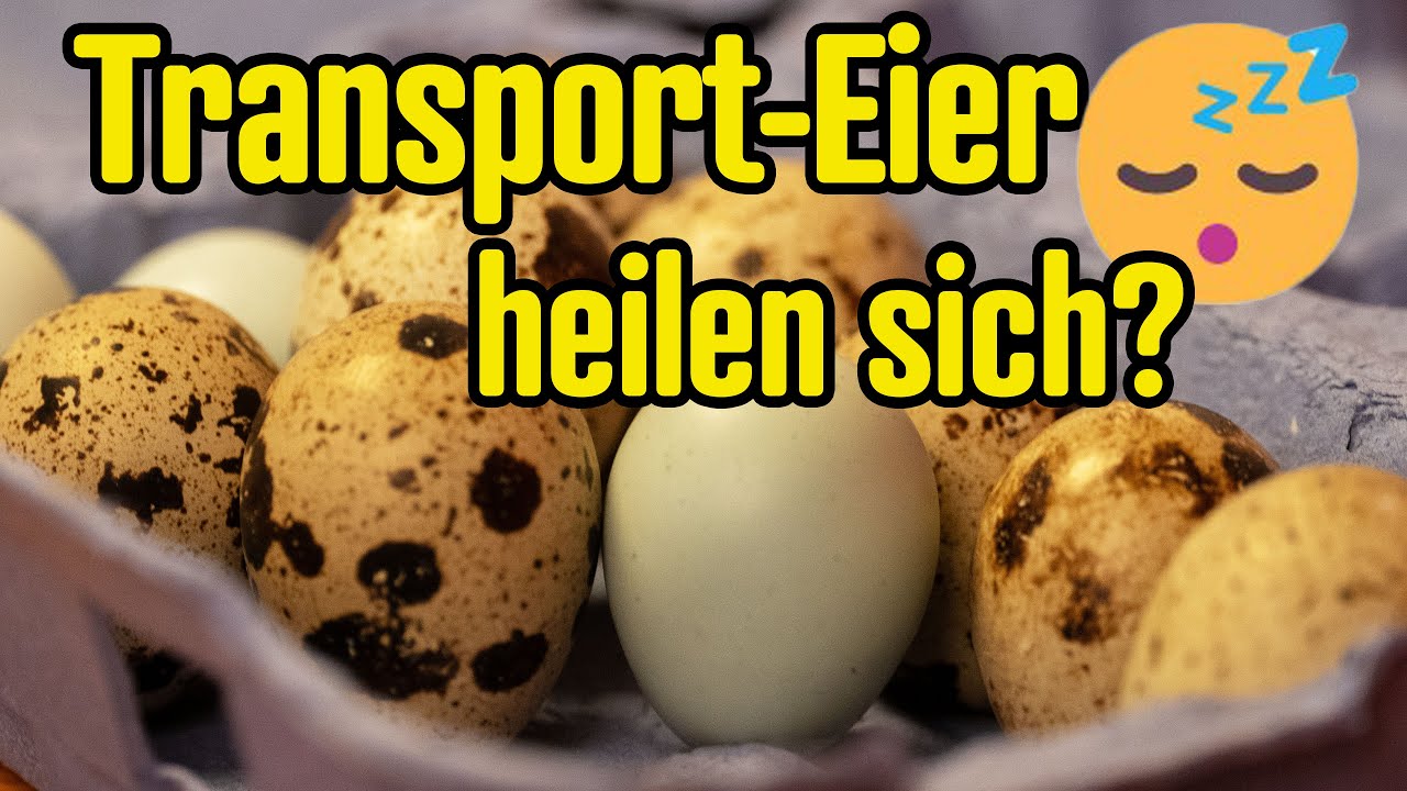 +24h-Ruhe-Regel für Versand-Bruteier! Warum ich sie IGNORIERE (mit Experiment)