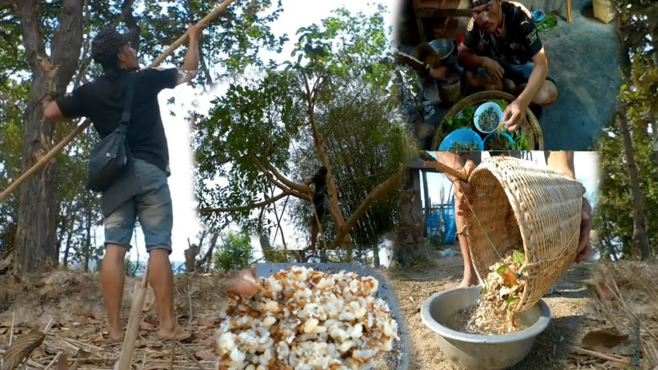 เข้าป่าหาแหย่ไข่มดแดงกับเมีย//ເຂ້າປ່າຫາແຫຍ່ໄຂ່ມົດແດງກັບເມຍ//บ่าว เป๋า คนหากิน.28.ก.พ.2026