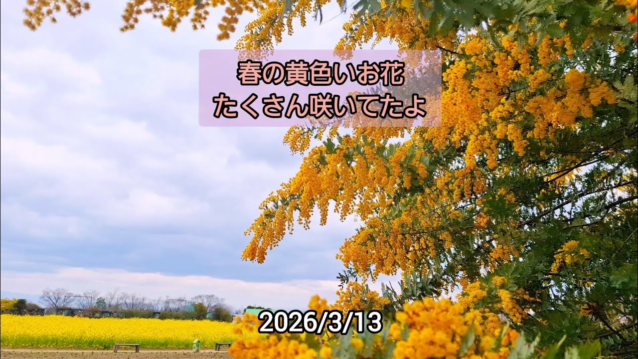 公園では春の黄色いお花がたくさん咲いていました🌼