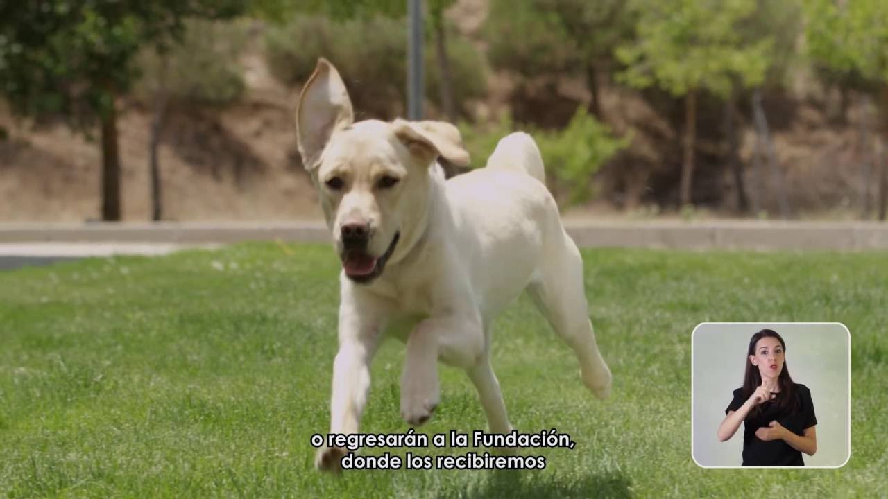25 Aniversario de la Fundación ONCE del Perro Guía (FOPG)