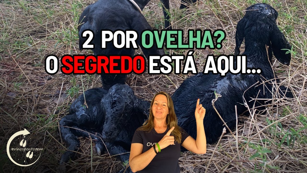 Por que alguns criadores desmamam 2 cordeiros por ovelha e outros não?