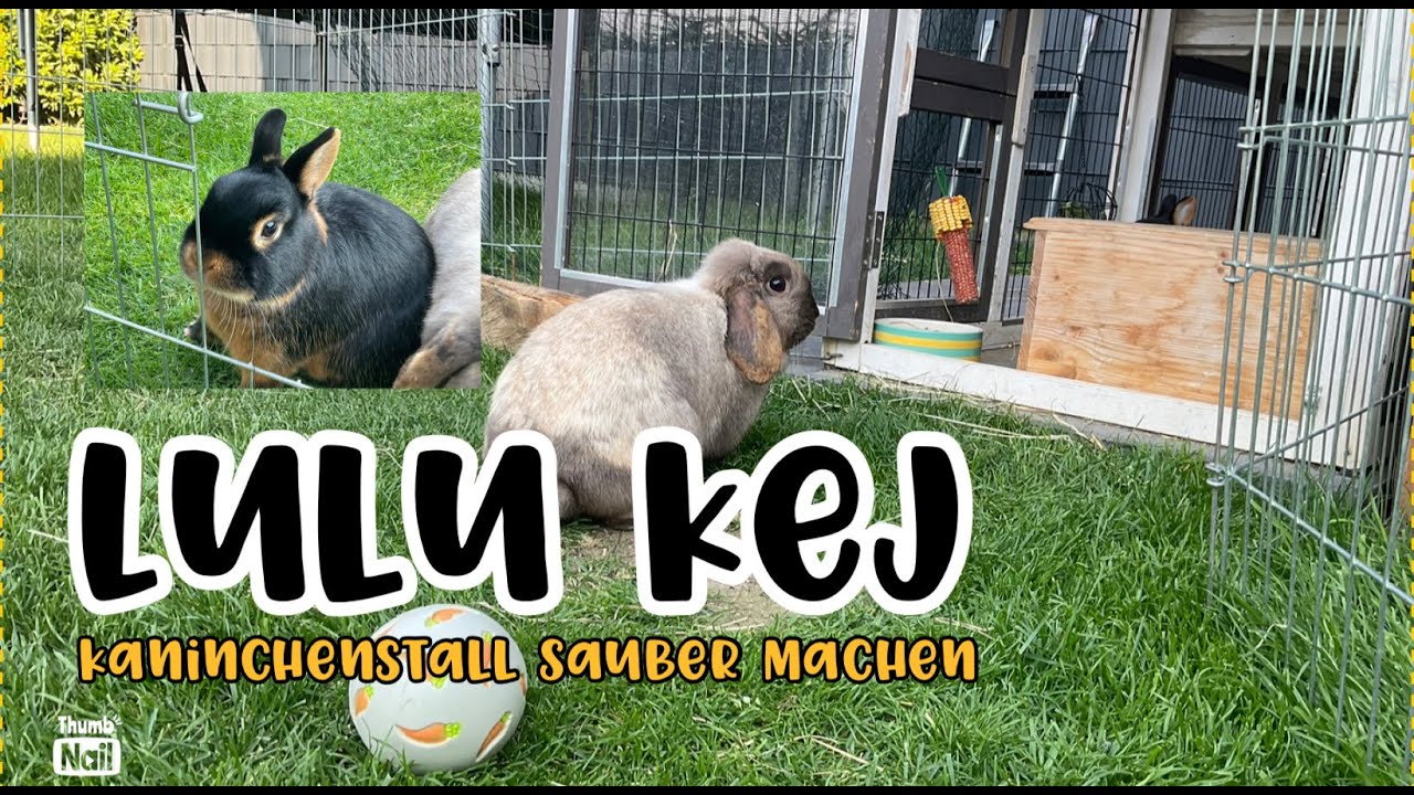 Kaninchenstall Sauber machen | Lulu Kej