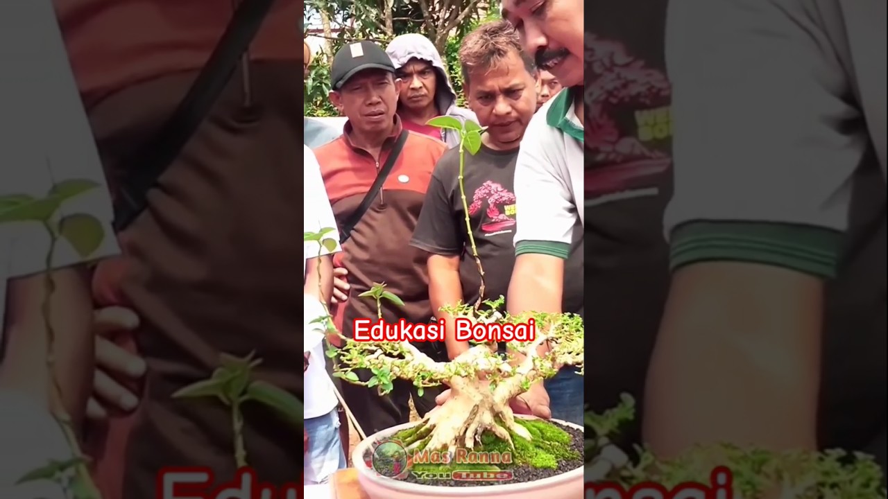 Belajar Bonsai 