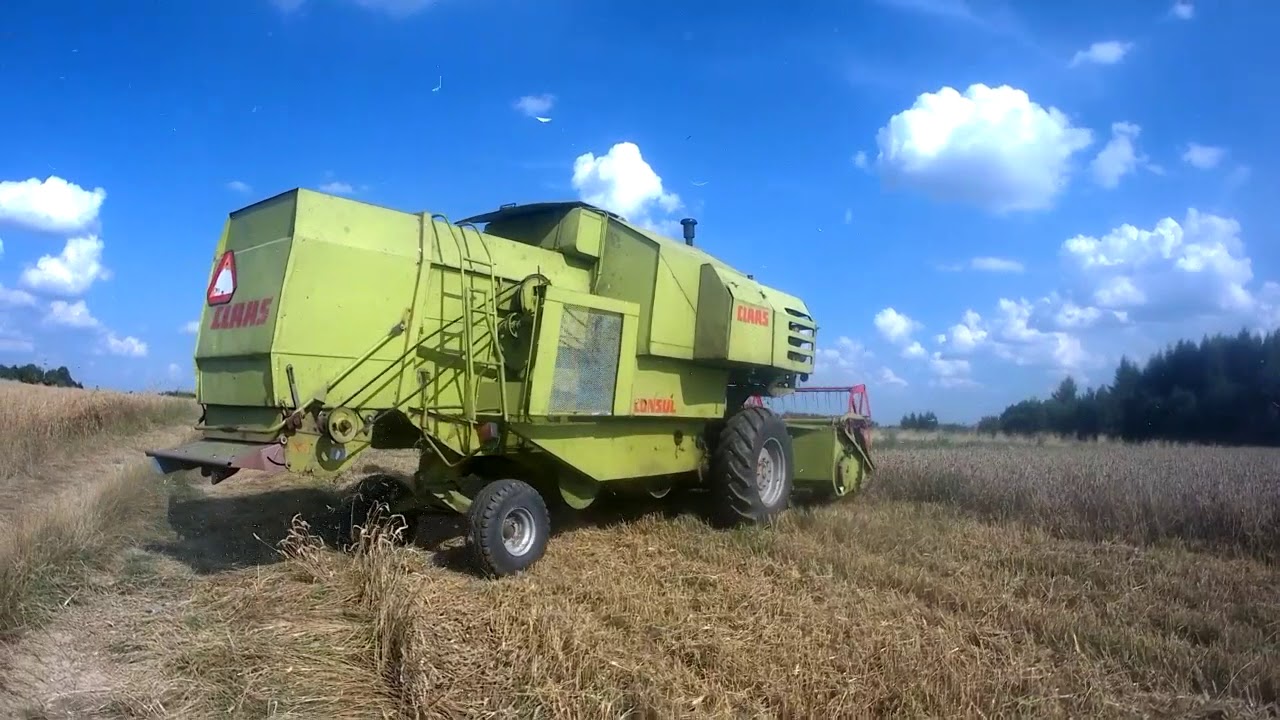 ★Żniwa Pszenicy 2018★ Claas Consul|Ursus C-355|Sanok D-35