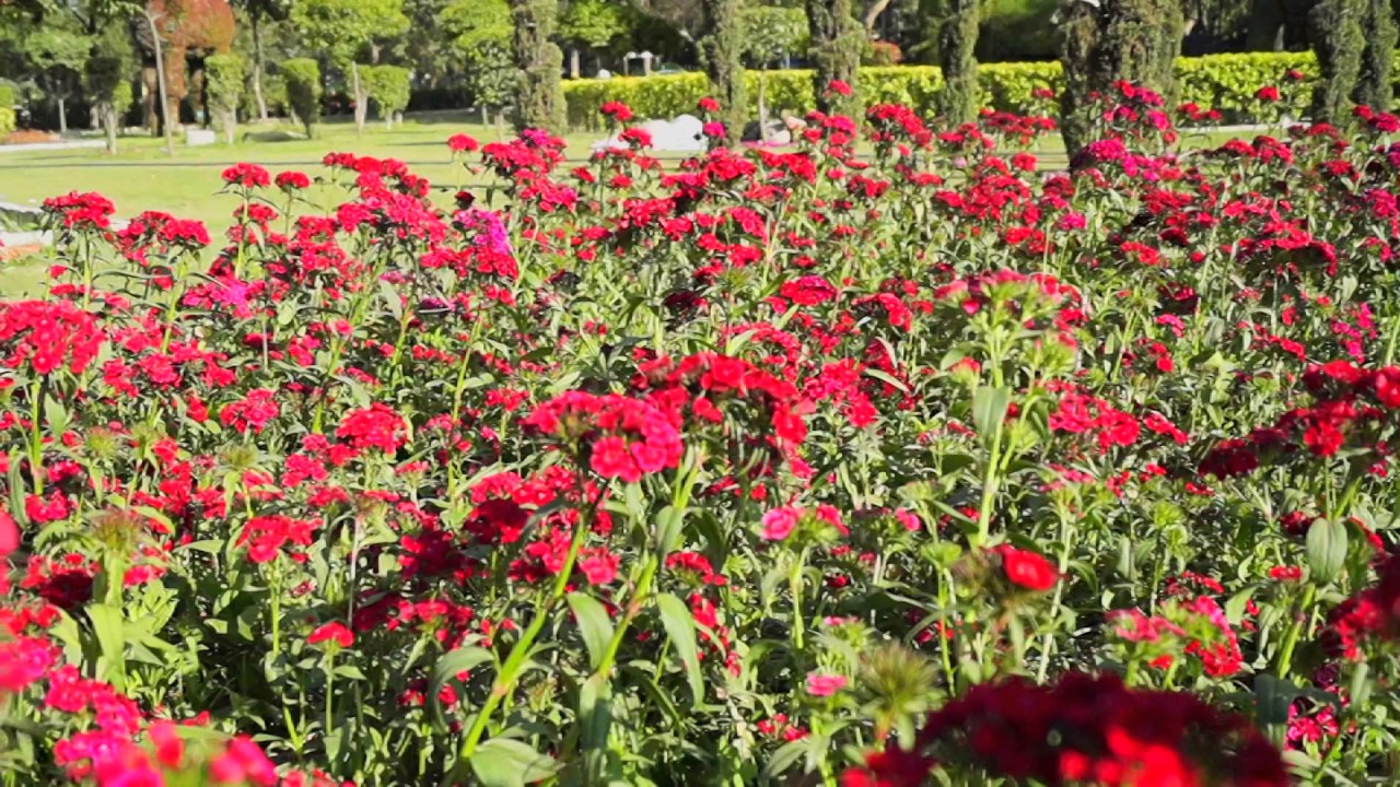 NDMC TALKATORA GARDEN FLOWER 10 ORIGINAL