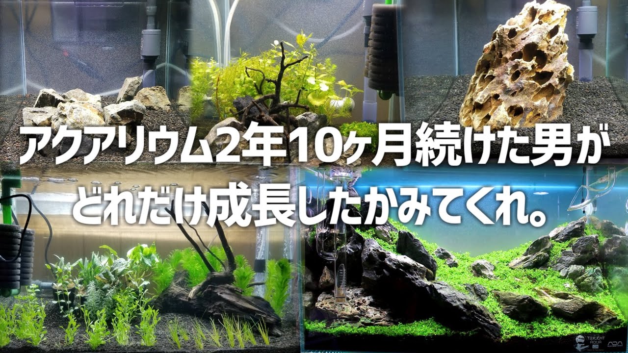 アクアリウムを2年10ヶ月続けた結果。#337【アクアリウム】