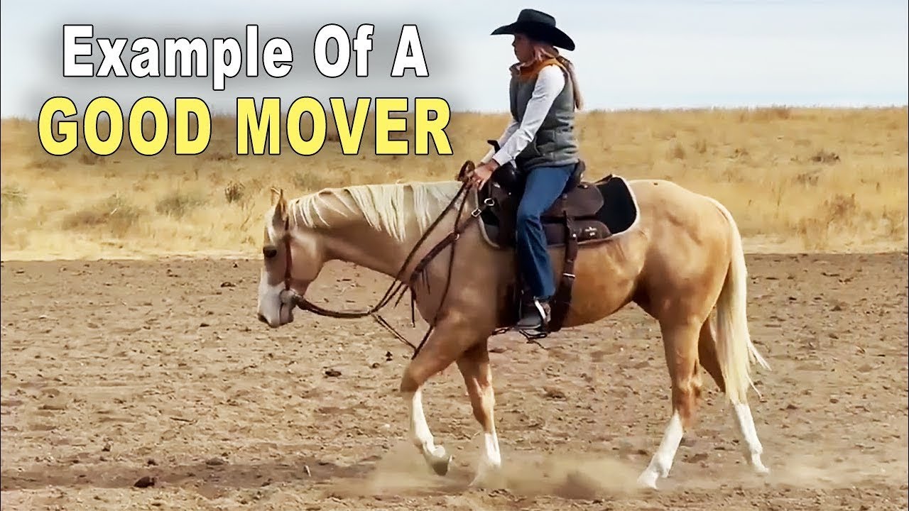 Example Of A Good Moving Horse Trainers Want To Train - Reining, Ranch Classes, Western Riding