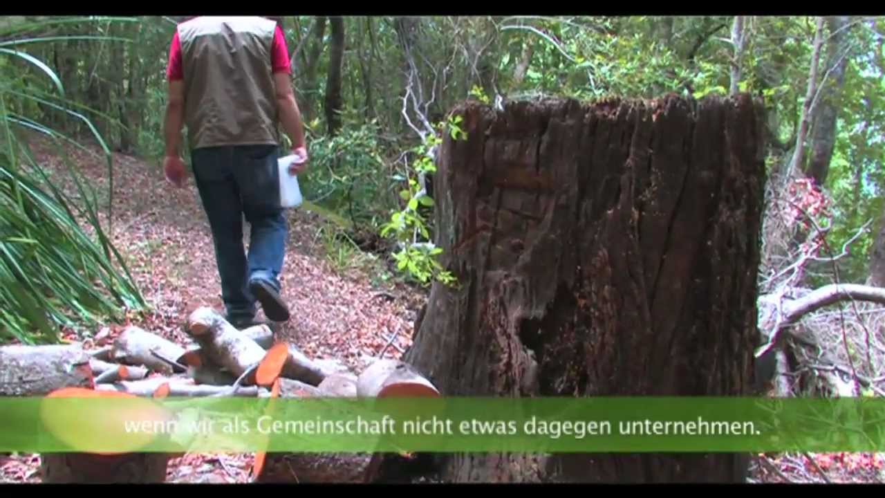 Gomortega keule - die Letzten ihrer Art