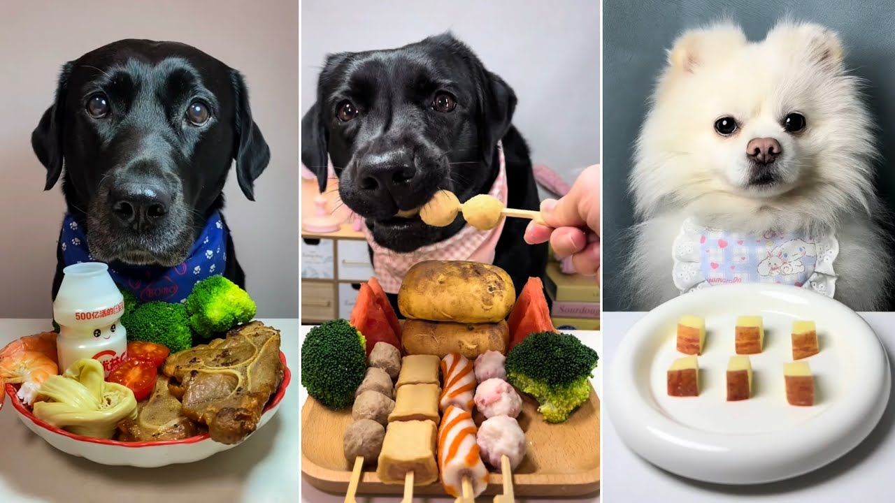 Супер-челлендж с собачьим кормом! Какая собака полюбила еду больше всего? 🍽️🐶🐶