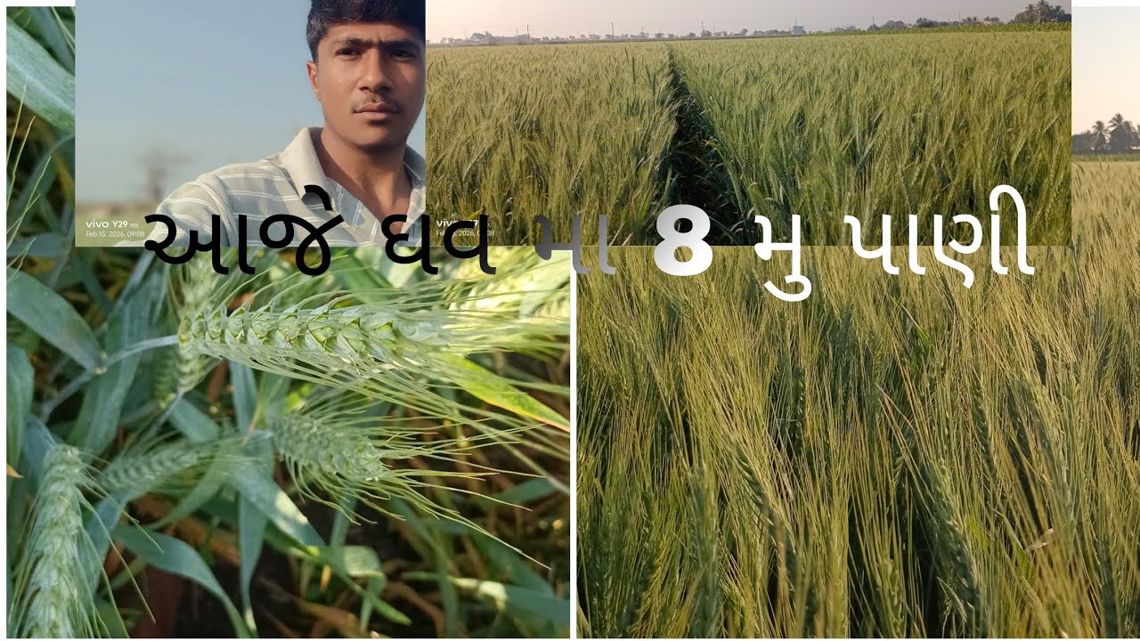To mitro aje ghave ma 8 mu pani 