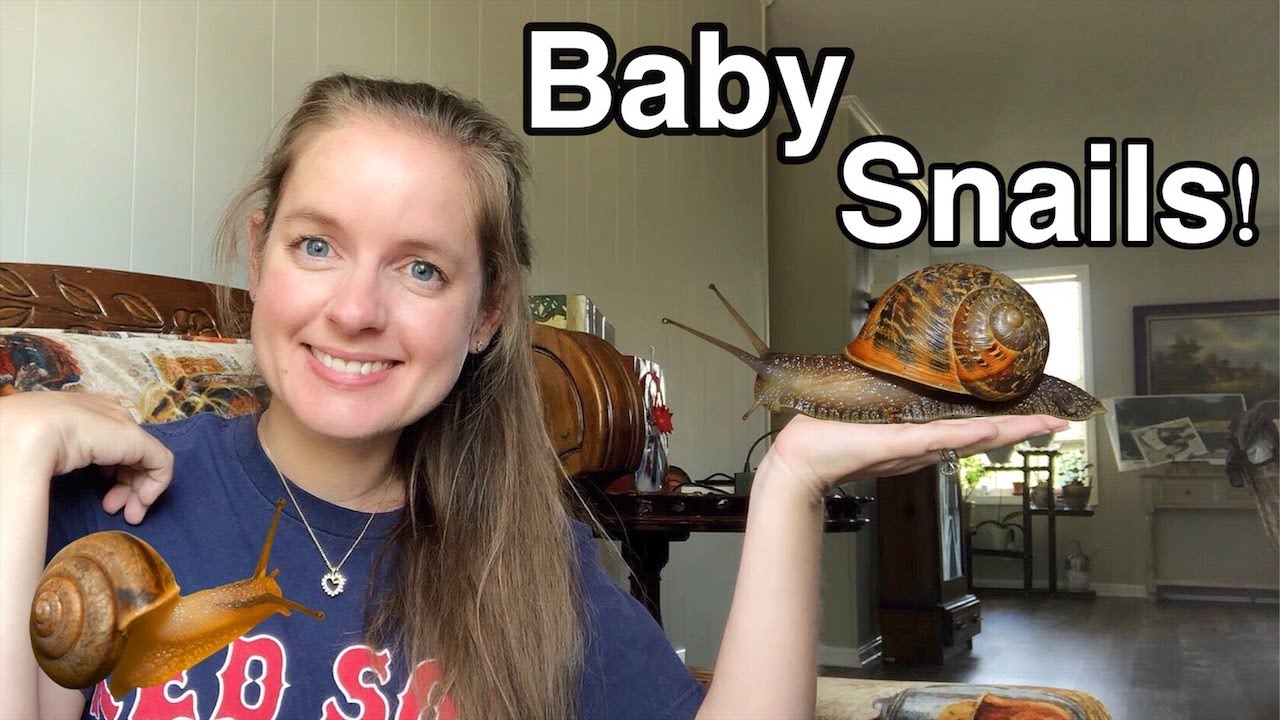 My Snails Had Babies!
