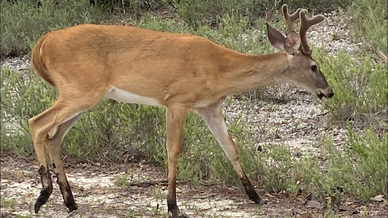 Hiking St Andrews State Park, FL looking for alligators, birds, turtles, deer and other animals.