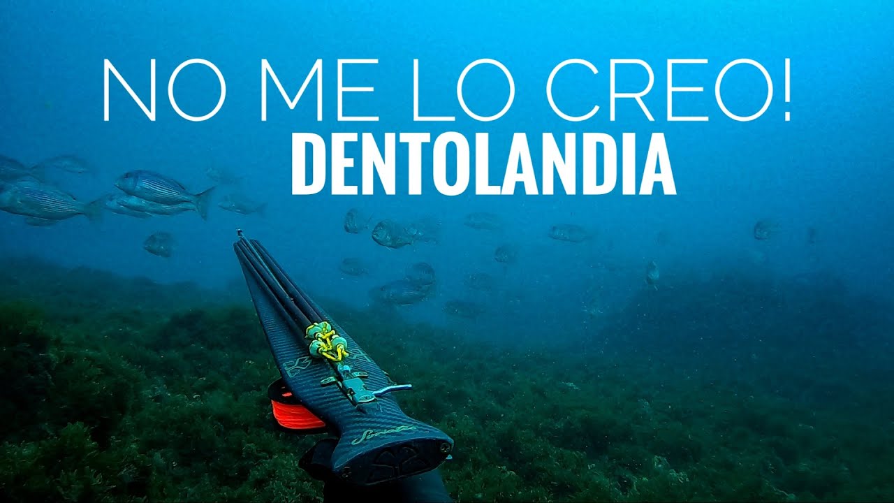 INCREIBLE banco de dentones  - pesca submarina