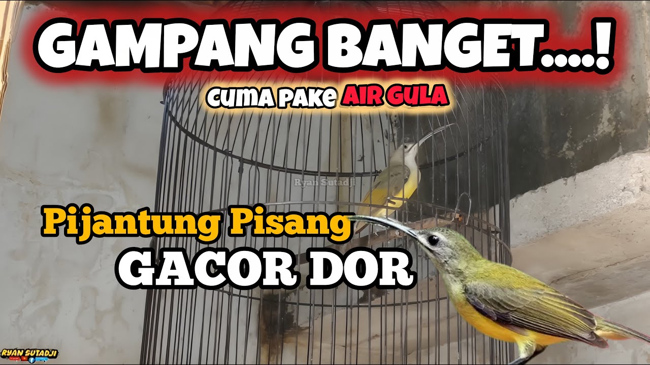 GAMPANG BANGET BIKIN PIJANTUNG PISANG JADI GACOR DOR